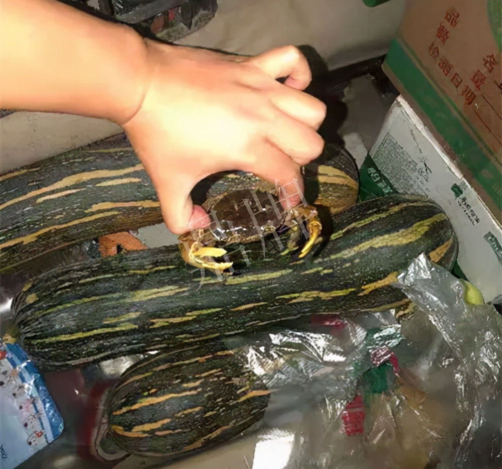 四川農(nóng)戶今年種“健美蜜本”南瓜產(chǎn)量高，品質(zhì)好，感覺巴適得很