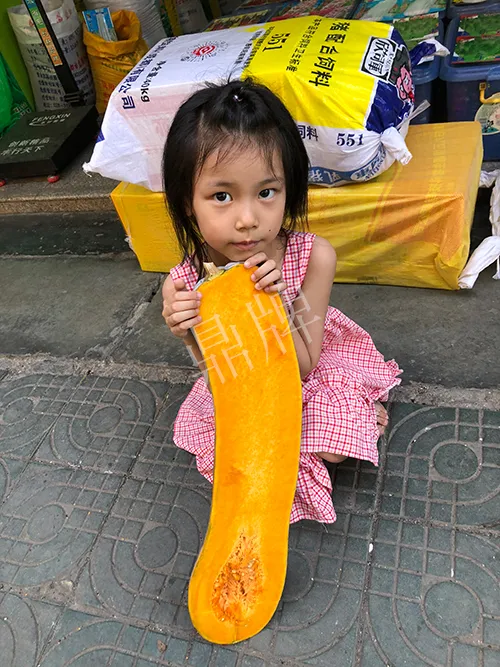 四川農(nóng)戶今年種“健美蜜本”南瓜產(chǎn)量高，品質(zhì)好，感覺巴適得很
