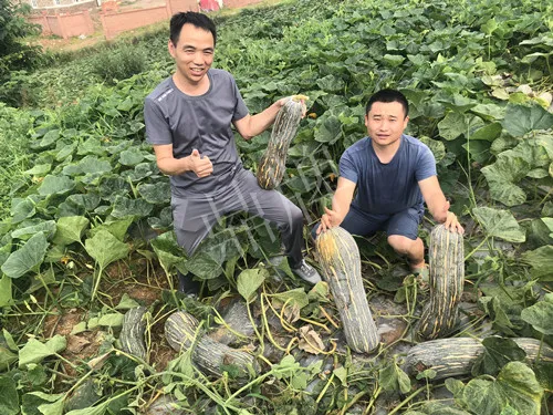四川農(nóng)戶今年種“健美蜜本”南瓜產(chǎn)量高，品質(zhì)好，感覺巴適得很