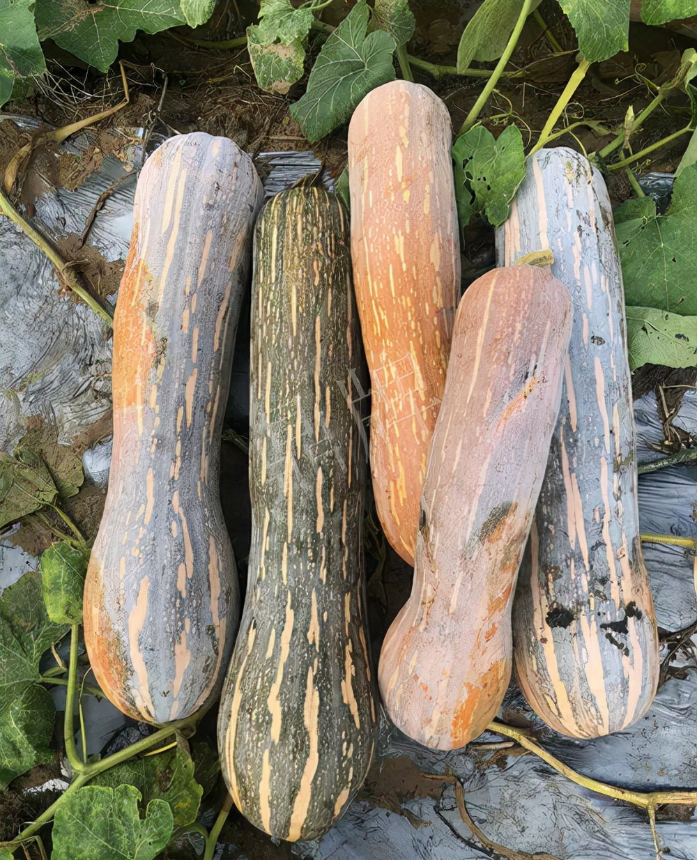 四川農(nóng)戶今年種“健美蜜本”南瓜產(chǎn)量高，品質(zhì)好，感覺巴適得很
