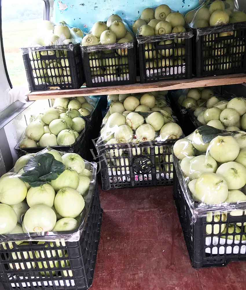 郴州農(nóng)戶種植新品種，果實(shí)又香又甜，很好賣