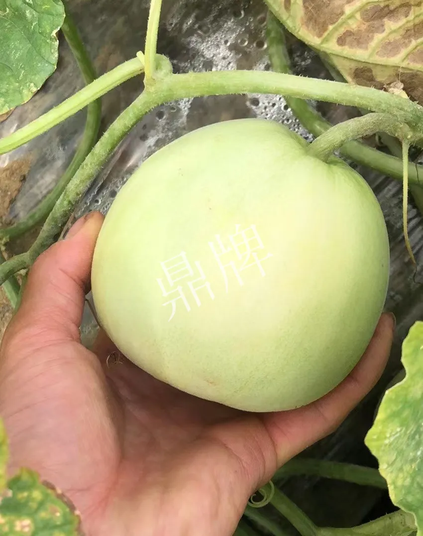 郴州農(nóng)戶種植新品種，果實(shí)又香又甜，很好賣