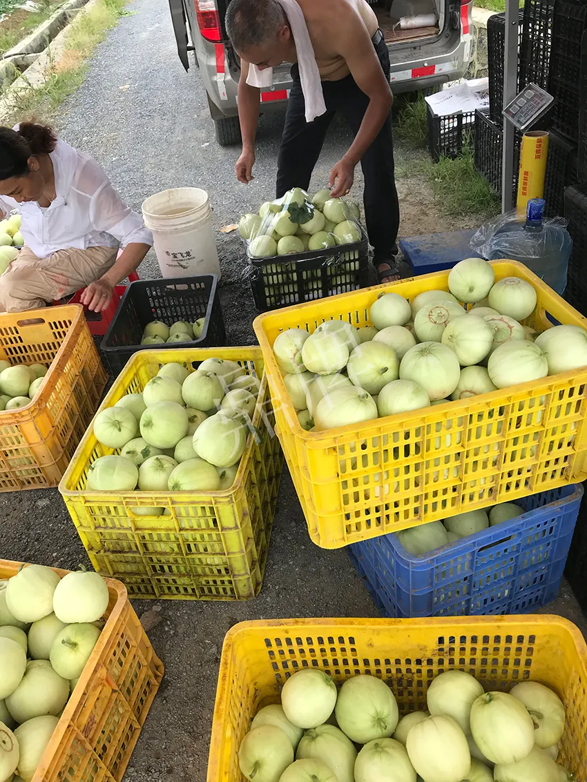 郴州農(nóng)戶種植新品種，果實(shí)又香又甜，很好賣