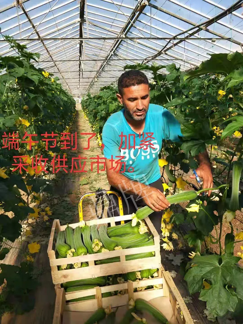 鎮(zhèn)江的何青萍，在法國種植“優(yōu)比1號(hào)”每公斤24元