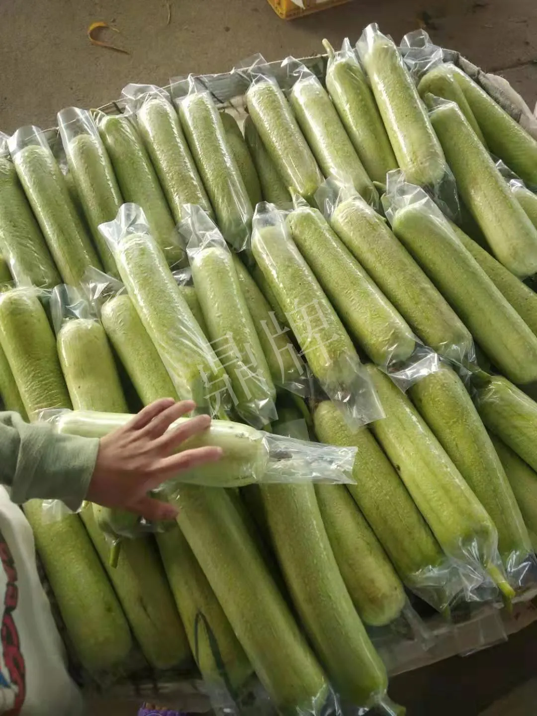 這個(gè)絲瓜每畝能掙3萬(wàn)，沒(méi)種植的農(nóng)戶后悔得拍大腿