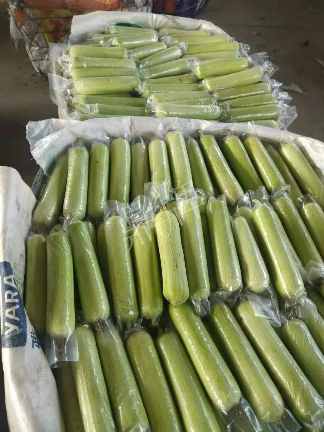 這個(gè)絲瓜每畝能掙3萬(wàn)，沒(méi)種植的農(nóng)戶后悔得拍大腿