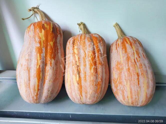 蔬菜種子種植戶客戶點評-去年的南瓜，放到現在還完好！能賣什么價？