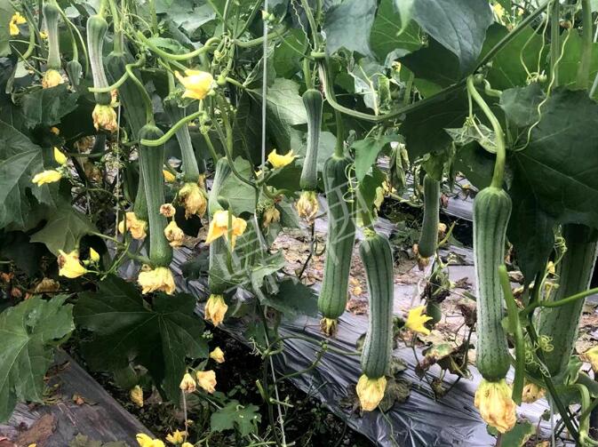 蔬菜種子種植戶客戶點評-這個絲瓜品種，找不到競爭對手……