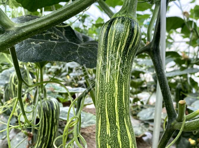 蔬菜種子種植戶客戶點評-打破常規(guī)，我的南瓜賣7元1斤……