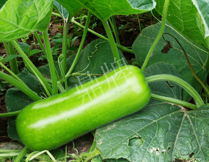 蔬菜種子種植戶客戶點(diǎn)評(píng)-牛逼！我露地栽培的瓠瓜，比別人大棚的還早上市！