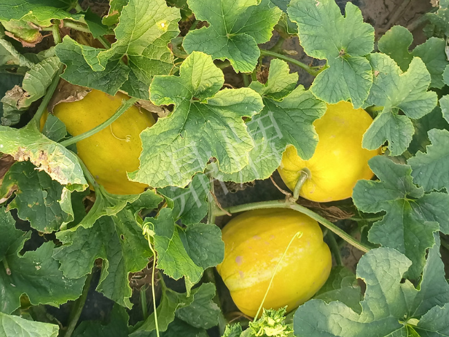 蔬菜種子種植戶客戶點(diǎn)評(píng)-種它！種它！高溫季節(jié)就種它！
