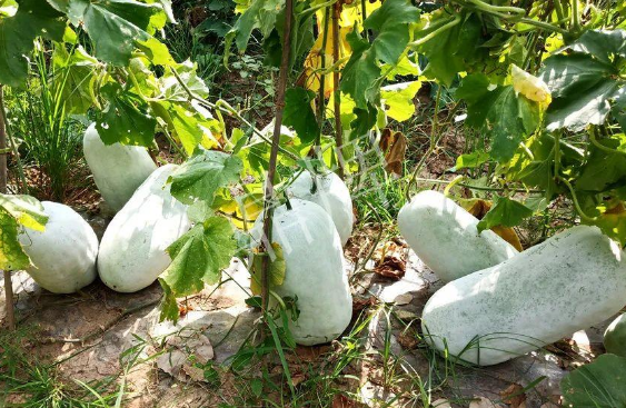 蔬菜種子種植戶客戶點(diǎn)評(píng)-驚訝！炎炎烈日下，小孩大聲喊：“大雪球！大雪球……”怎樣一回事？