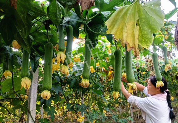 蔬菜種子種植戶客戶點(diǎn)評(píng)-8月，持續(xù)高溫下，這種絲瓜少見，少見！