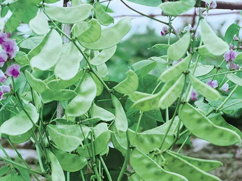 蔬菜種子種植戶客戶點(diǎn)評(píng)-鼎牌幫我度難關(guān)，決心助我大豐收！
