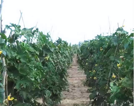 蔬菜種子種植戶客戶點(diǎn)評(píng)-種植這個(gè)品種，獲得高收入，老婆的功勞最大