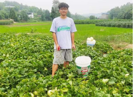 蔬菜種子種植戶客戶點(diǎn)評(píng)-甜瓜新品上市，每個(gè)賣9元，很暢銷！