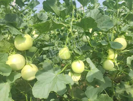 蔬菜種子種植戶客戶點(diǎn)評(píng)-種植這個(gè)新品種，我感到非常滿意！