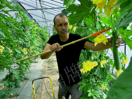 蔬菜種子種植戶客戶點(diǎn)評(píng)-這種絲瓜在法國(guó)，批發(fā)都是30元/kg