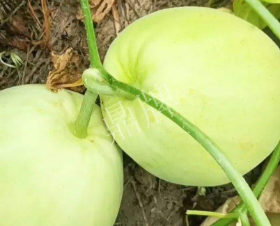 蔬菜種子種植戶客戶點(diǎn)評(píng)-我終于找到滿意的甜瓜品種了！