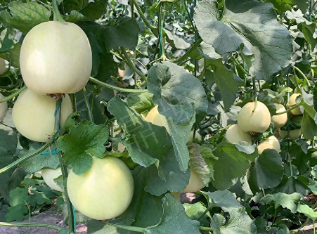 蔬菜種子種植戶客戶點(diǎn)評-“玉奶香2號”甜瓜，真的有那么好嗎？