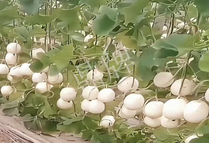 蔬菜種子種植戶客戶點(diǎn)評-現(xiàn)在的瓜菜價(jià)格不好，但我種植的優(yōu)質(zhì)甜瓜還是有好的收入！