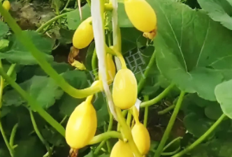 蔬菜種子種植戶客戶點(diǎn)評-一個(gè)特色品種種植戶的反饋，帶給大家的思考