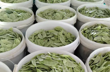 蔬菜種子種植戶客戶點(diǎn)評-時(shí)隔20年，我再種這個(gè)品種，大家來看看，怎么樣？