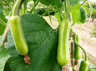 蔬菜種子種植戶客戶點評-科研人員發(fā)誓研究的一個抗高溫品種，您可能需要！