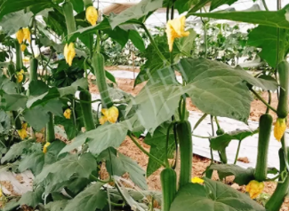 蔬菜種子種植戶客戶點評-一株結(jié)瓜30多個，價錢好，賺了！