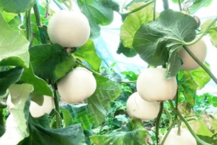 蔬菜種子種植戶客戶點評-丁老板說：種植這個品種，獲得了滿意的收入，確實“爽歪歪”