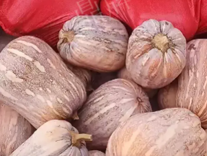 蔬菜種子種植戶客戶點評-今年，這個南瓜品種刷新了我的認知！您遇到過這種情況嗎？
