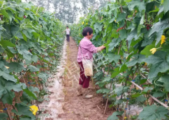 蔬菜種子種植戶客戶點評-85歲老奶奶，還是種植基地的領(lǐng)頭人，做的怎么樣？一起去看看…