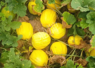 蔬菜種子種植戶客戶點評-瓜農(nóng)說：“還得是這個品種?。　?，什么品種讓種植戶如此感慨？