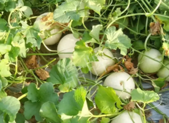 蔬菜種子種植戶種植心得-真有這么好嗎？這個品種我試種了一畝地，猜猜