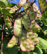 蔬菜種子種植戶客戶點(diǎn)評-價格好得讓種植者笑咪咪的，這個神奇的品種在霜降后還是串串結(jié)莢！