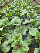 蔬菜種子種植戶客戶點(diǎn)評-第一次種植這種菜，現(xiàn)在可以上市了，大家?guī)臀医ㄗh一下，能賣個什么價格？