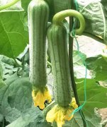 蔬菜種子種植戶客戶點(diǎn)評-這瓜，太美了！太美了！但我這個老菜農(nóng)……唉！