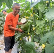 蔬菜種子種植戶客戶點(diǎn)評-干農(nóng)業(yè)，有喜悅嗎？有的，請看！