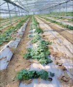 蔬菜種子種植戶客戶點(diǎn)評(píng)-三倍體絲瓜到底是斷頭好？還是不斷頭好？看看這位老板的做法……