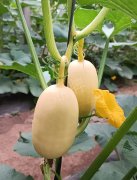 蔬菜種子種植戶客戶點(diǎn)評(píng)-瓜菜價(jià)格不好，太卷了！看一位種植大戶穩(wěn)穩(wěn)賺錢的經(jīng)驗(yàn)…