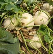 蔬菜種子種植戶客戶點(diǎn)評(píng)-我種植的這個(gè)品種，稱得上“白馬王子”，與大家分享！