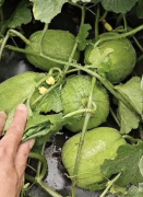 蔬菜種子種植戶客戶點(diǎn)評(píng)-瓜商喜歡、消費(fèi)者喜歡，這個(gè)品種就好銷售！