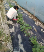 蔬菜種子種植戶客戶點(diǎn)評(píng)-我想要一個(gè)抗高溫又品質(zhì)優(yōu)良的甜瓜品種，終于找到了！