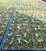 蔬菜種子種植戶客戶點(diǎn)評(píng)-高溫+病毒，雙重暴擊！今年種植這個(gè)品種能賺錢嗎？